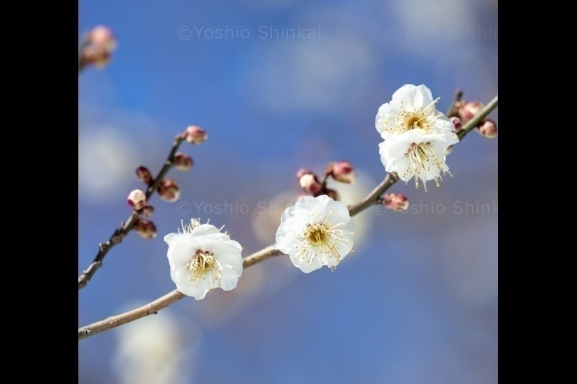 梅の花と空