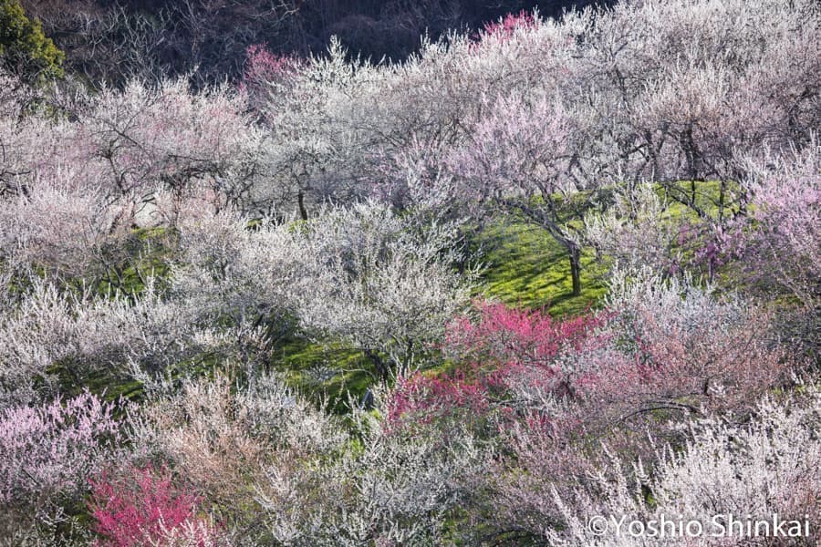 高尾梅郷の梅の花