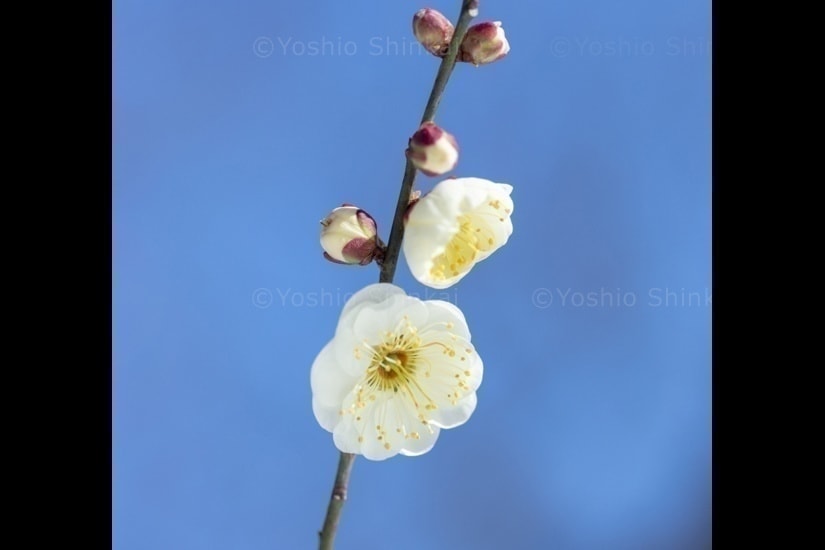 白梅と蕾