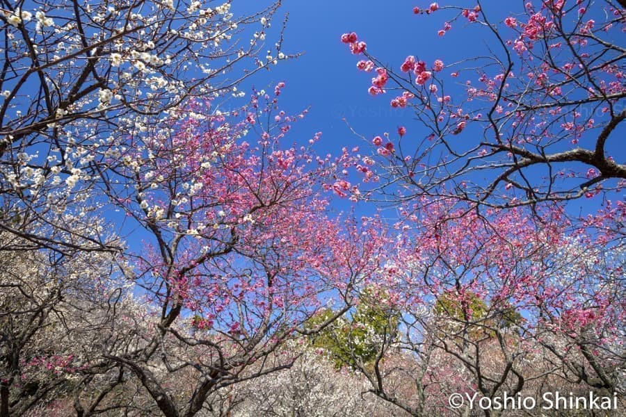 梅の花と青空