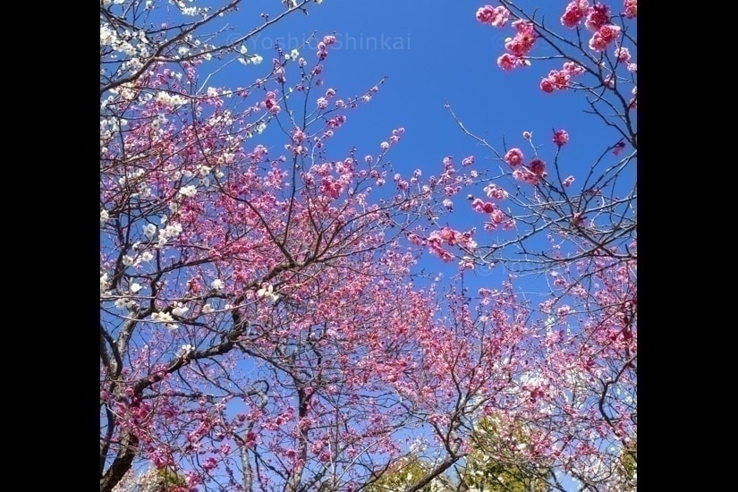 梅の花と青空