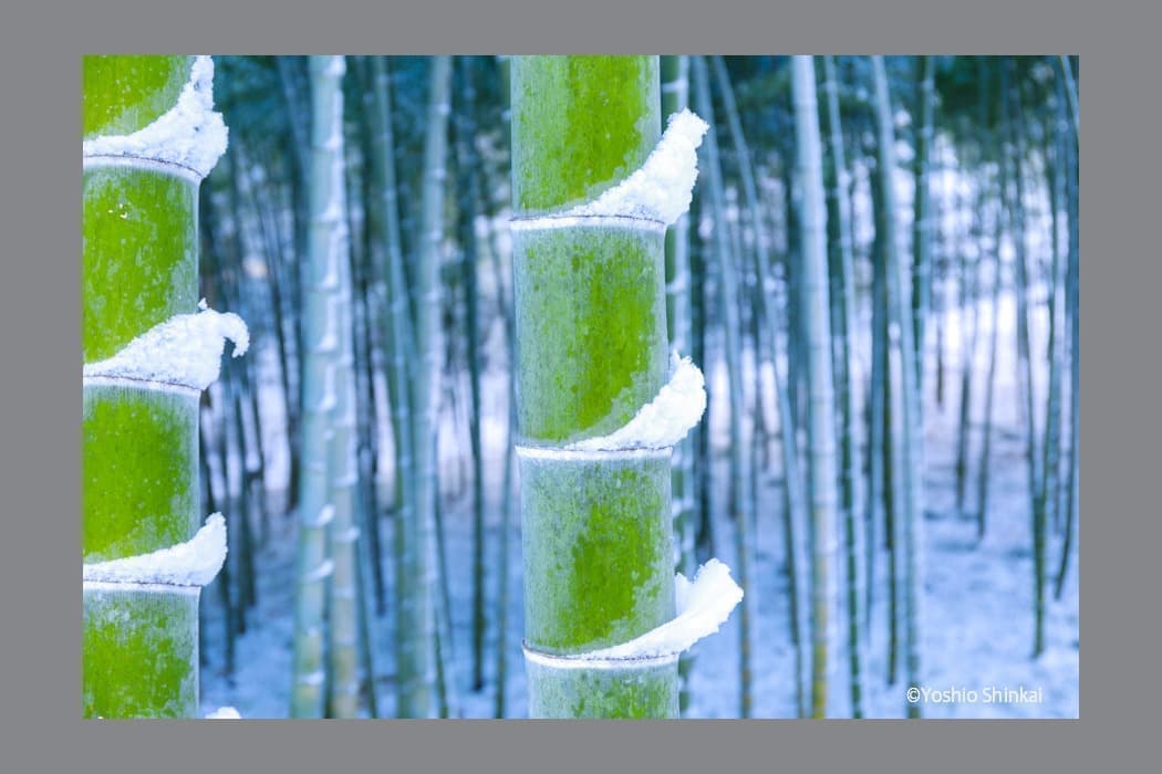 竹林の雪