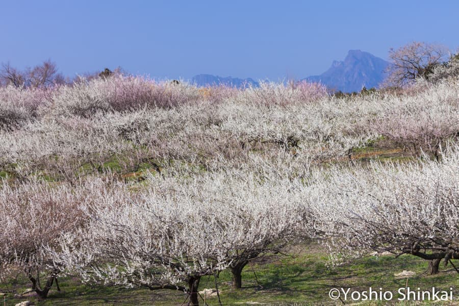 梅の畑と妙義山