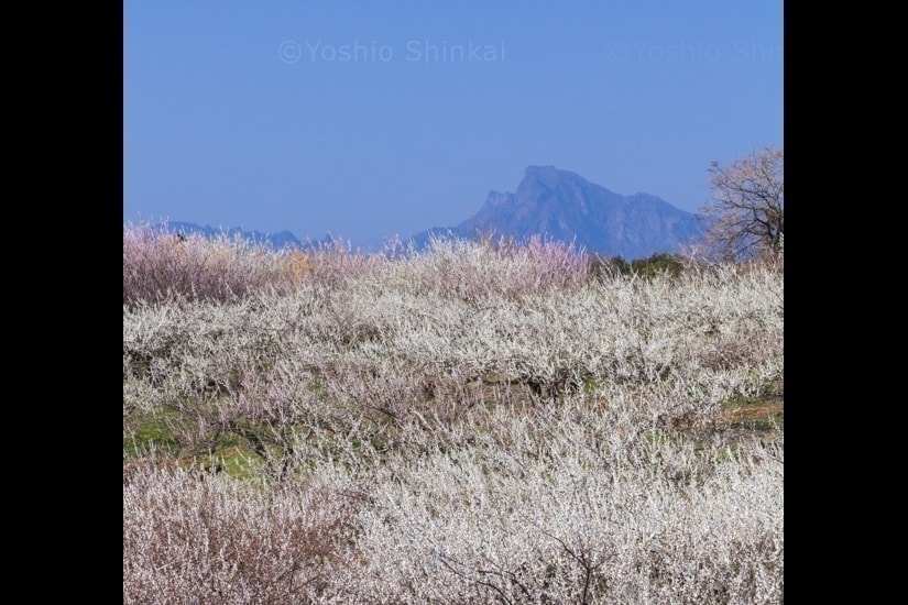 梅の畑と妙義山