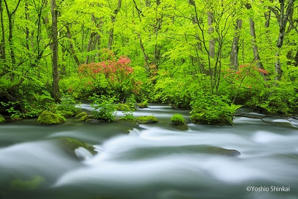 奥入瀬渓流
