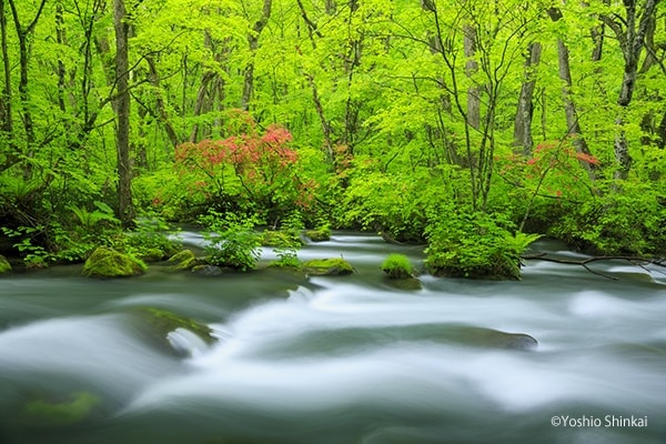 奥入瀬渓流