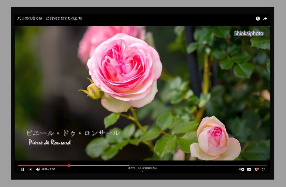 バラの花咲く庭