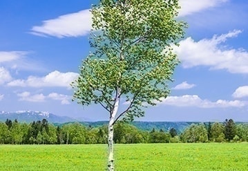 白樺の木と牧草地