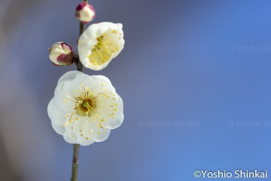 白梅と蕾