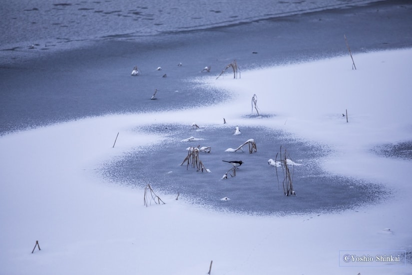氷上の鳥