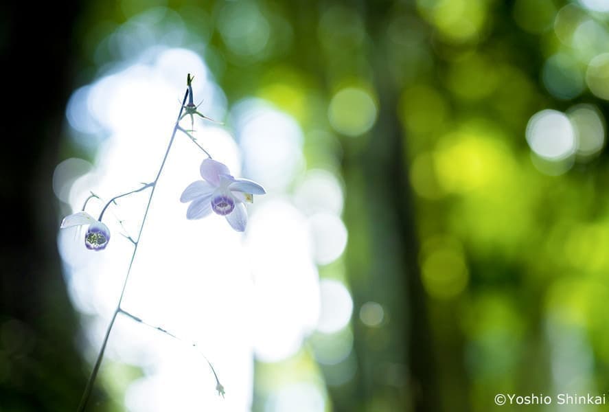 レンゲショウマの花