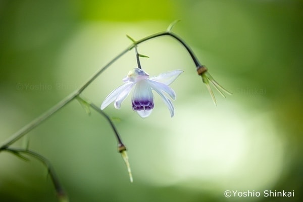レンゲショウマの花