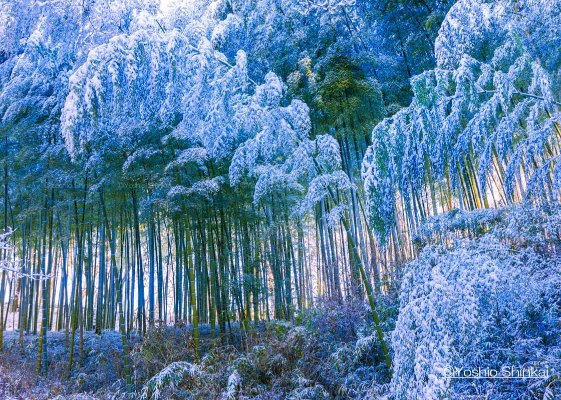 竹林と雪
