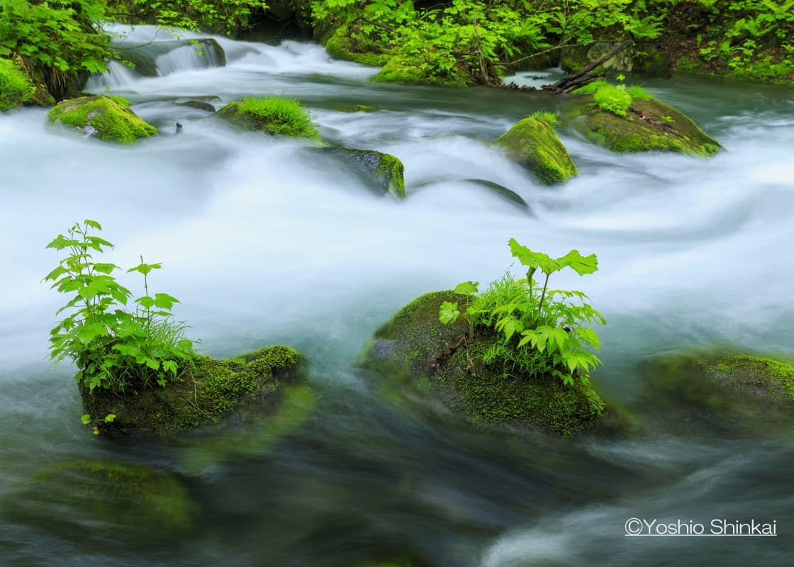 奥入瀬渓流