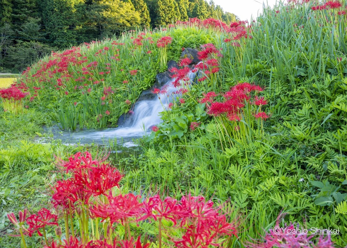 那須　曼珠沙華