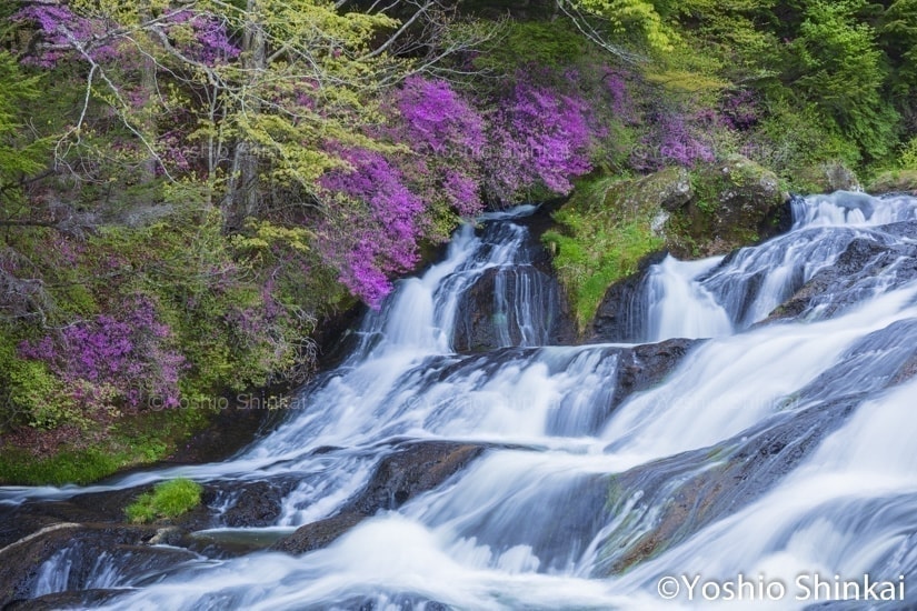 ヤシオツツジ咲く竜頭の滝