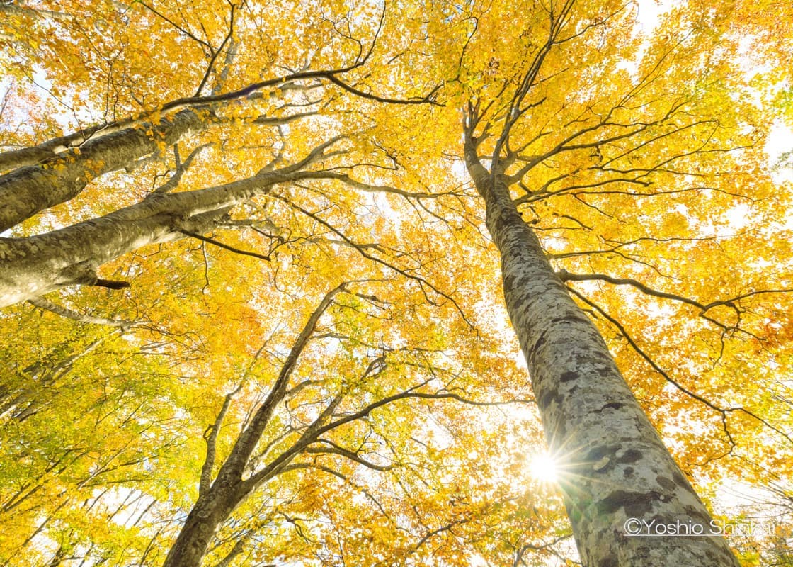 刈込池のブナ林