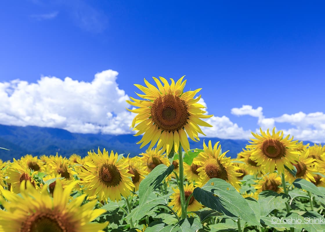 明野のひまわり畑