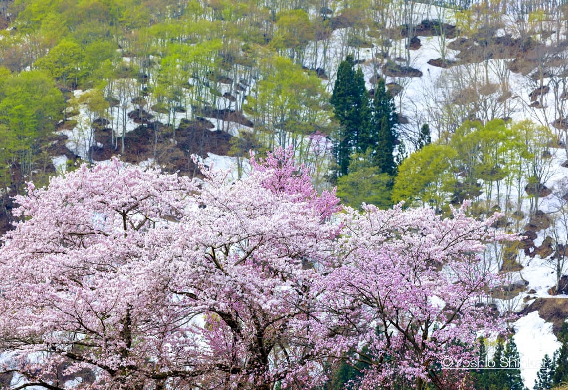 山桜　新潟県