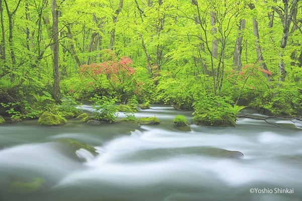 奥入瀬渓流