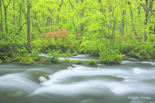 奥入瀬渓流