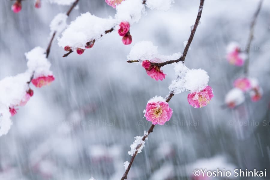 雪が降る中に咲く梅