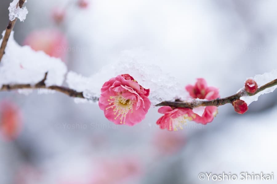 梅の花の枝に雪が降る