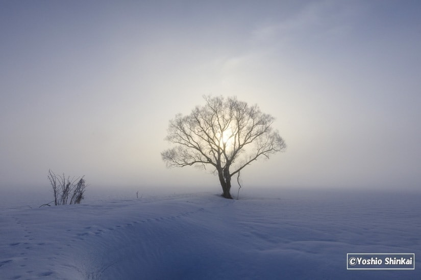 雪原の木と朝日2