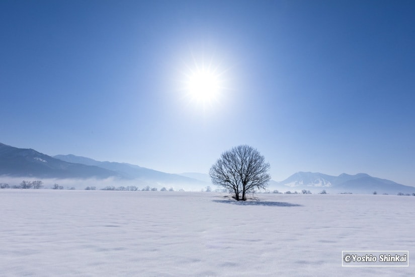 雪原の木と朝日