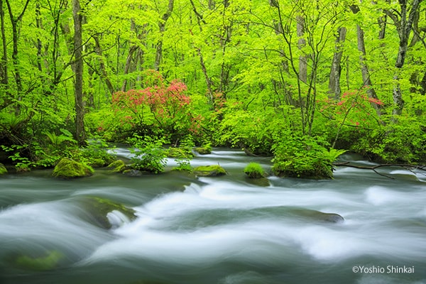 奥入瀬渓流
