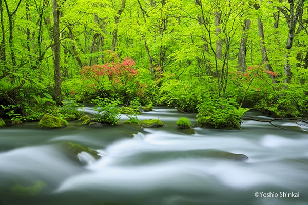 奥入瀬渓流