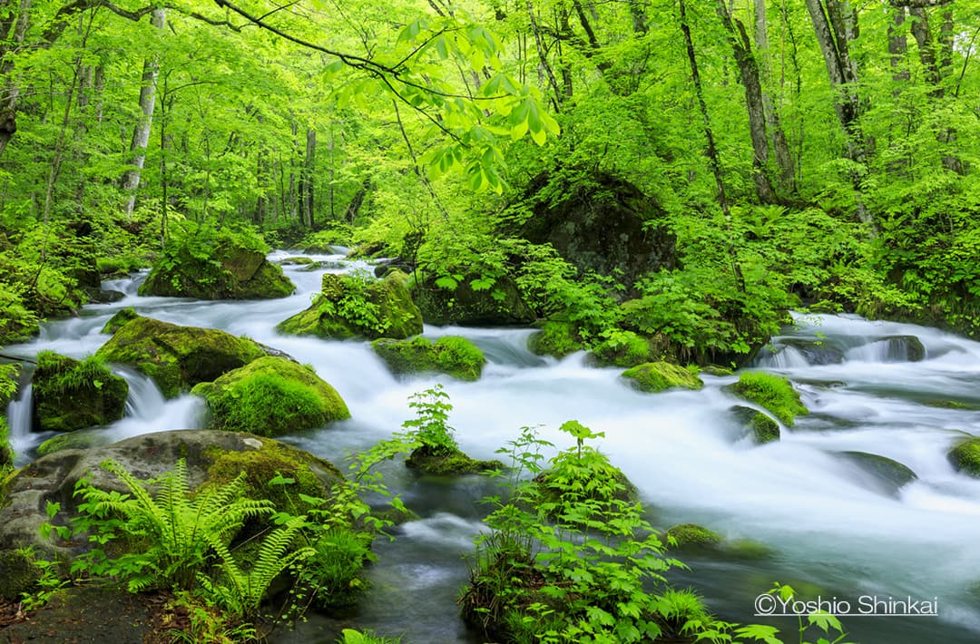 奥入瀬渓流