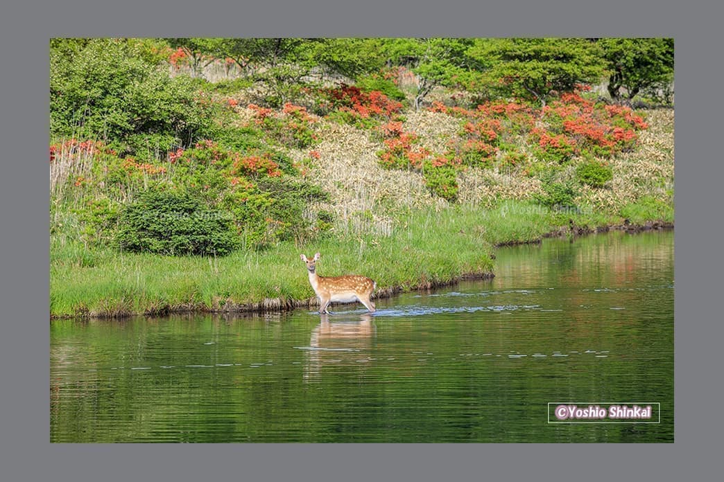水の中の鹿