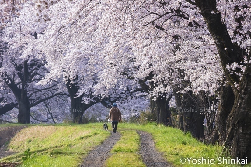 桜の道と犬の散歩
