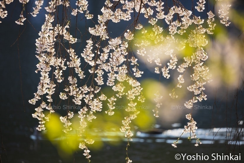 桜の花と朝の光