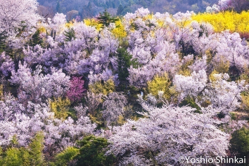 桜咲く花見山公園