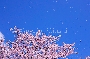 桜020.jpg