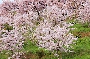 桜012.jpg