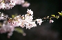 桜021.jpg