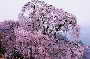 桜023jpg.jpg