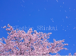 桜020.jpg